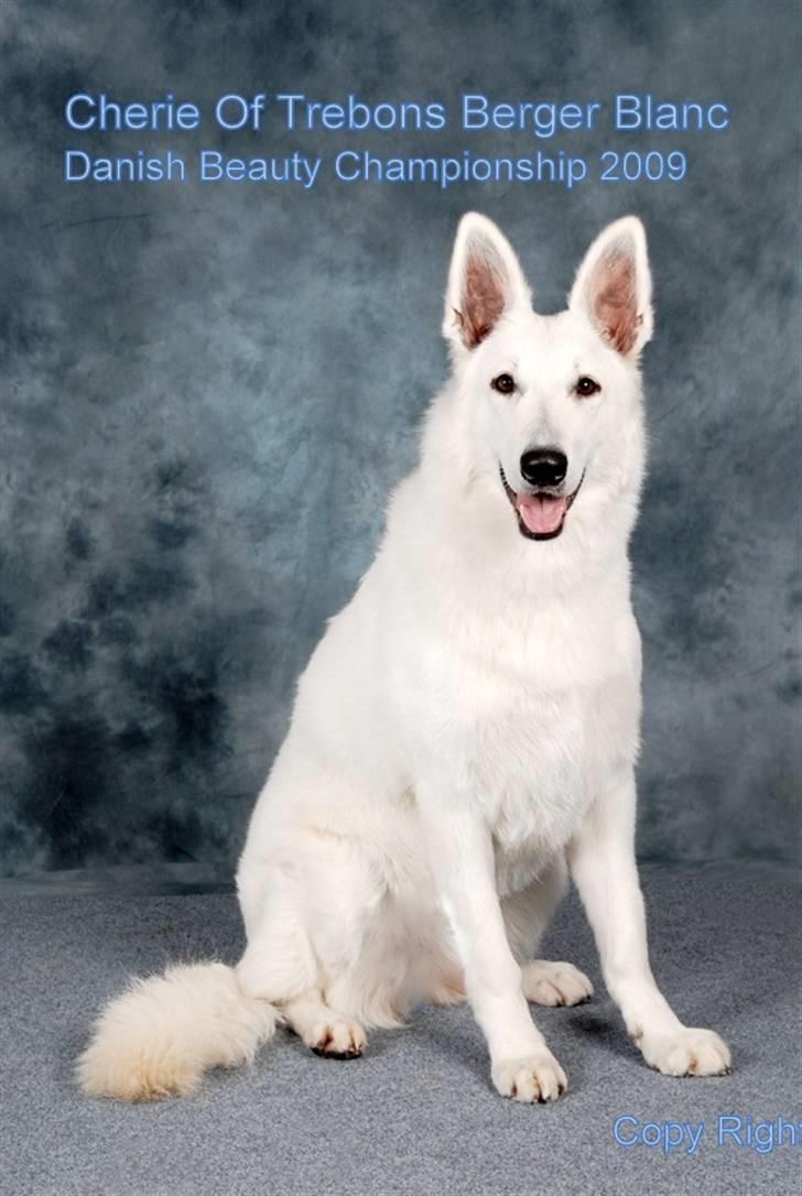 Hvid Schweizisk Hyrdehund Cherie - Sidste Cert i September 2009 , Cherie bare 2 år og 6 dage gammel :-) billede 6