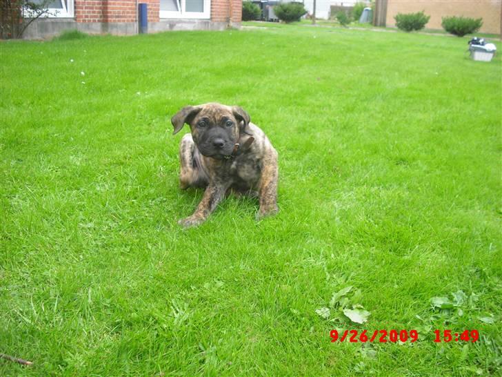 Dogo canario R.I.P <3 Freja <3  billede 4