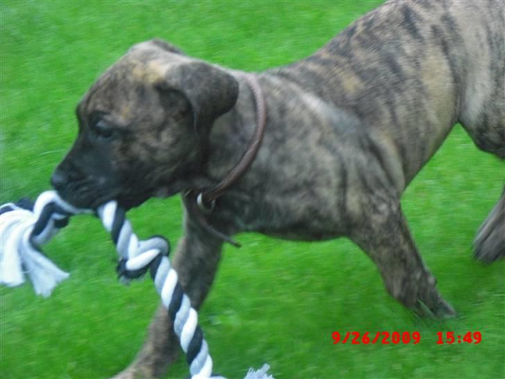 Dogo canario R.I.P <3 Freja <3  billede 5