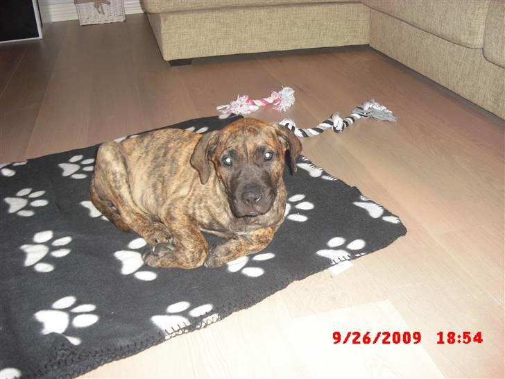 Dogo canario R.I.P <3 Freja <3  billede 6