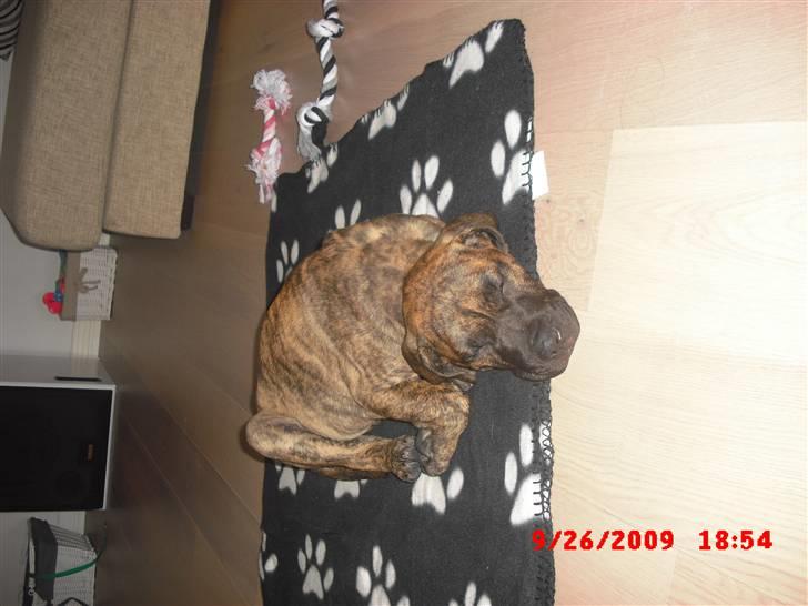 Dogo canario R.I.P <3 Freja <3  billede 7