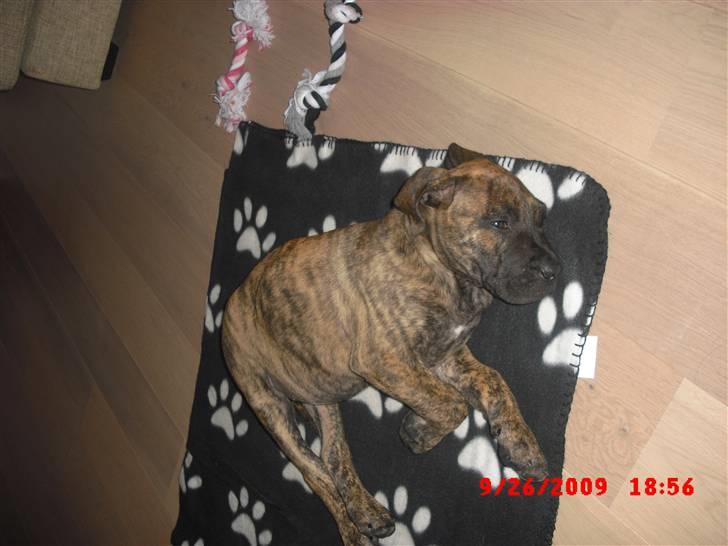 Dogo canario R.I.P <3 Freja <3  billede 8