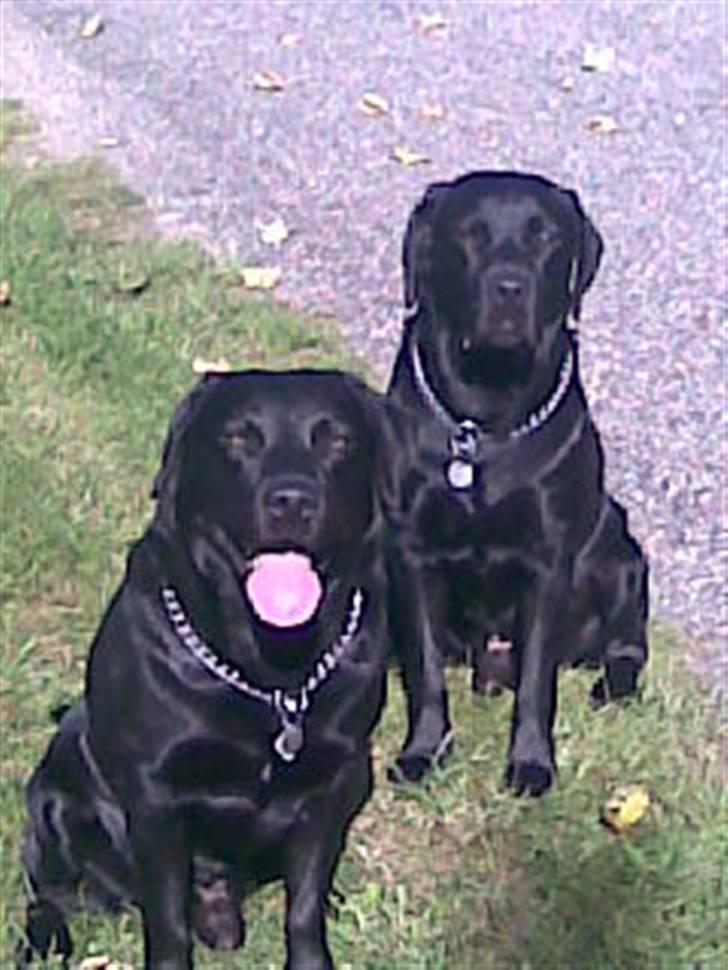 Labrador retriever Engbo's (Paw) Chester - Chester med lillebror Max. billede 7