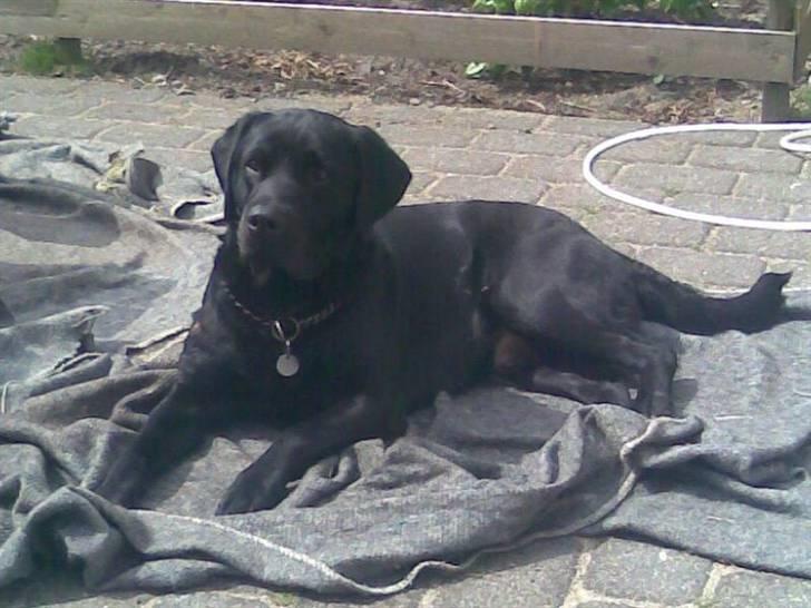 Labrador retriever Engbo's Max - Er han ikke lækker? billede 7