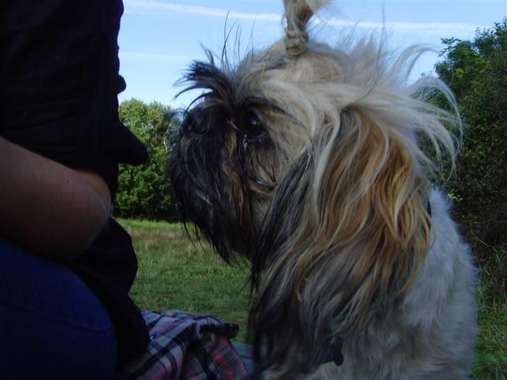 Shih tzu Tiki billede 6