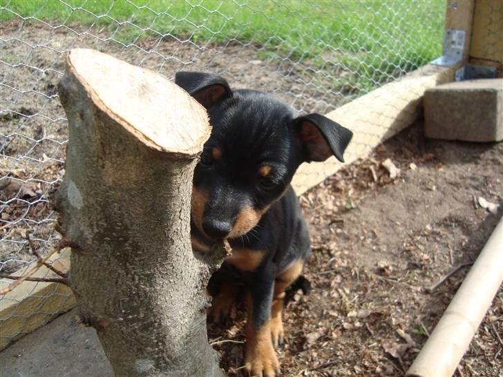 Engelsk toy terrier Tiescha billede 5