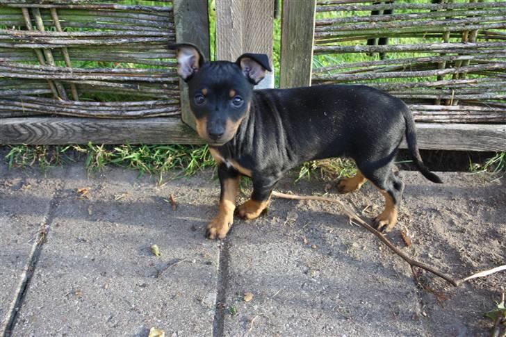 Engelsk toy terrier Tiescha billede 6