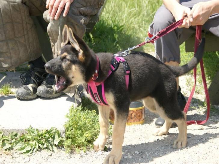 Schæferhund Neema billede 17