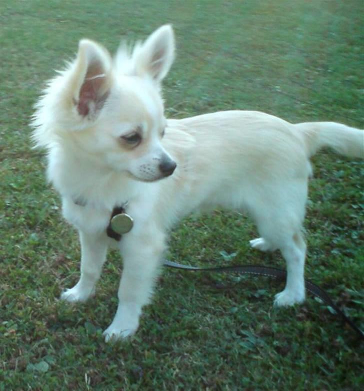 Chihuahua Maldini - sep.09 billede 19