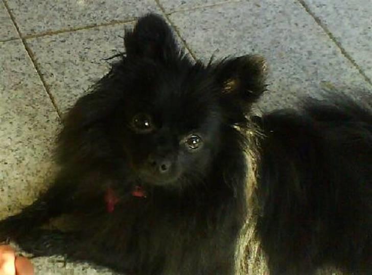 Pomeranian Daisy - daisy nyder solen billede 1