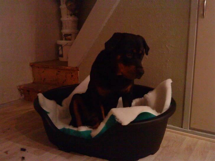 Rottweiler Maddie billede 2