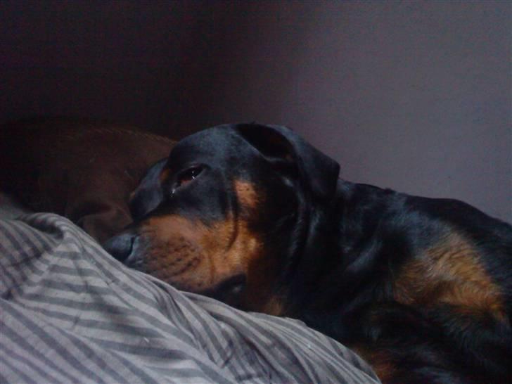 Rottweiler Maddie billede 3