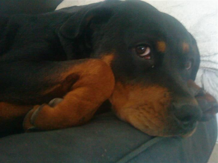 Rottweiler Maddie billede 4