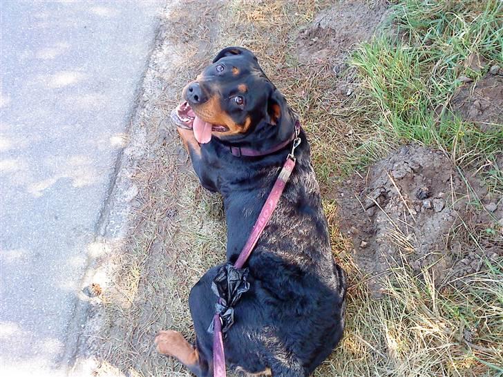Rottweiler Maddie billede 5