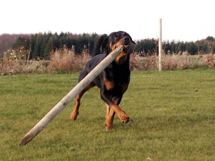 Rottweiler Maddie billede 6