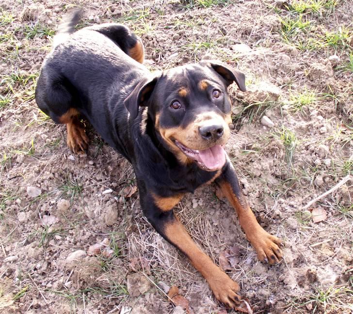 Rottweiler Maddie billede 7