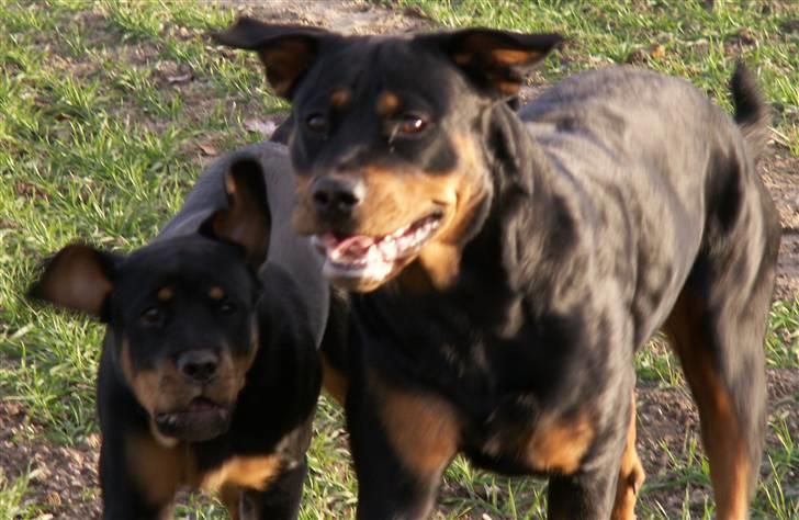 Rottweiler Maddie billede 8