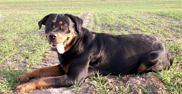 Rottweiler Maddie billede 9