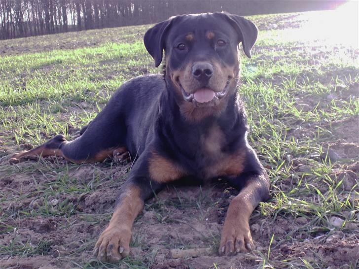 Rottweiler Maddie billede 10