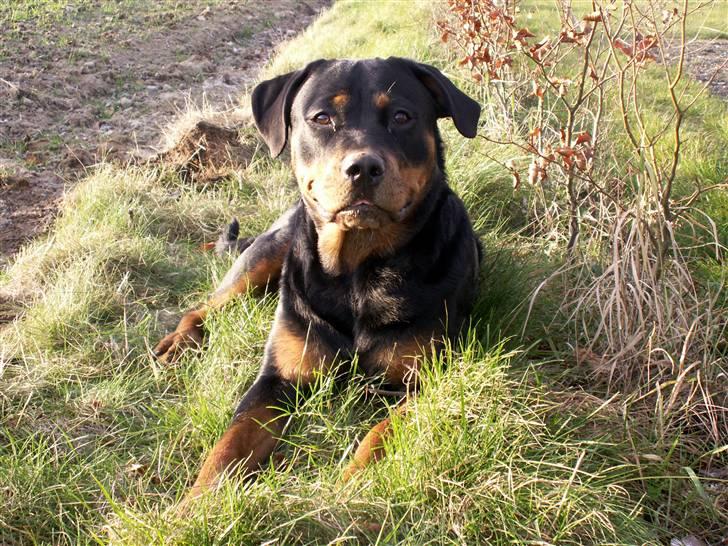Rottweiler Maddie billede 11