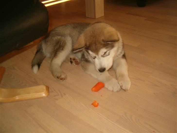 Alaskan malamute Enzo billede 11