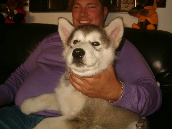 Alaskan malamute Enzo billede 12