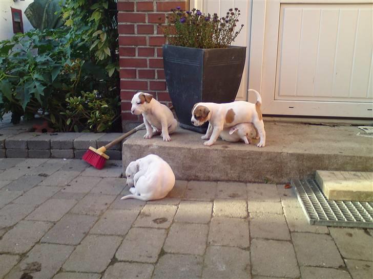 Amerikansk staffordshire terrier Emma billede 10