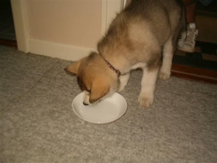 Alaskan malamute Enzo billede 13