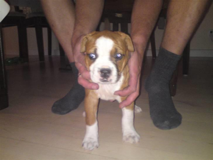 Amerikansk staffordshire terrier Emma billede 11