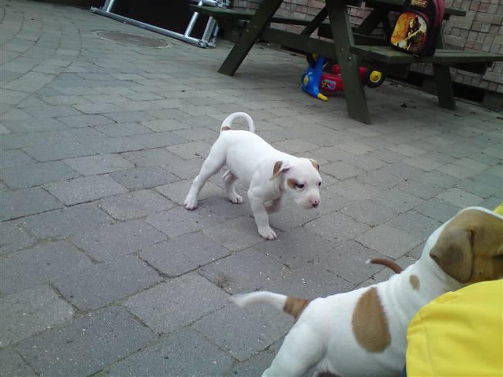 Amerikansk staffordshire terrier Emma billede 12