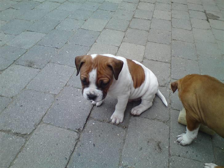 Amerikansk staffordshire terrier Emma billede 13