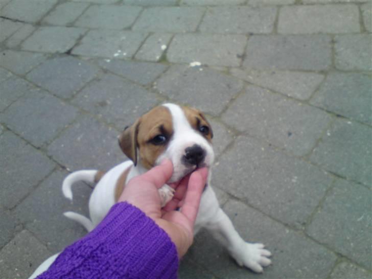 Amerikansk staffordshire terrier Emma billede 14