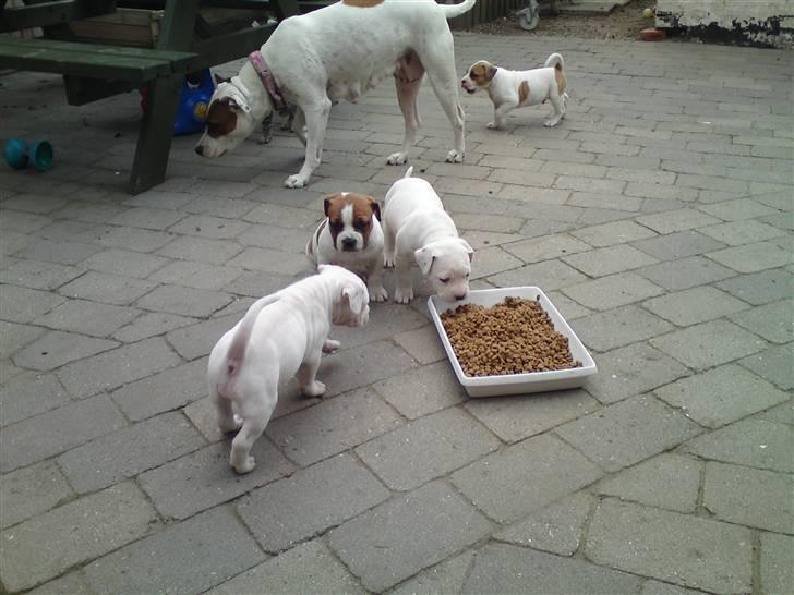 Amerikansk staffordshire terrier Emma billede 15