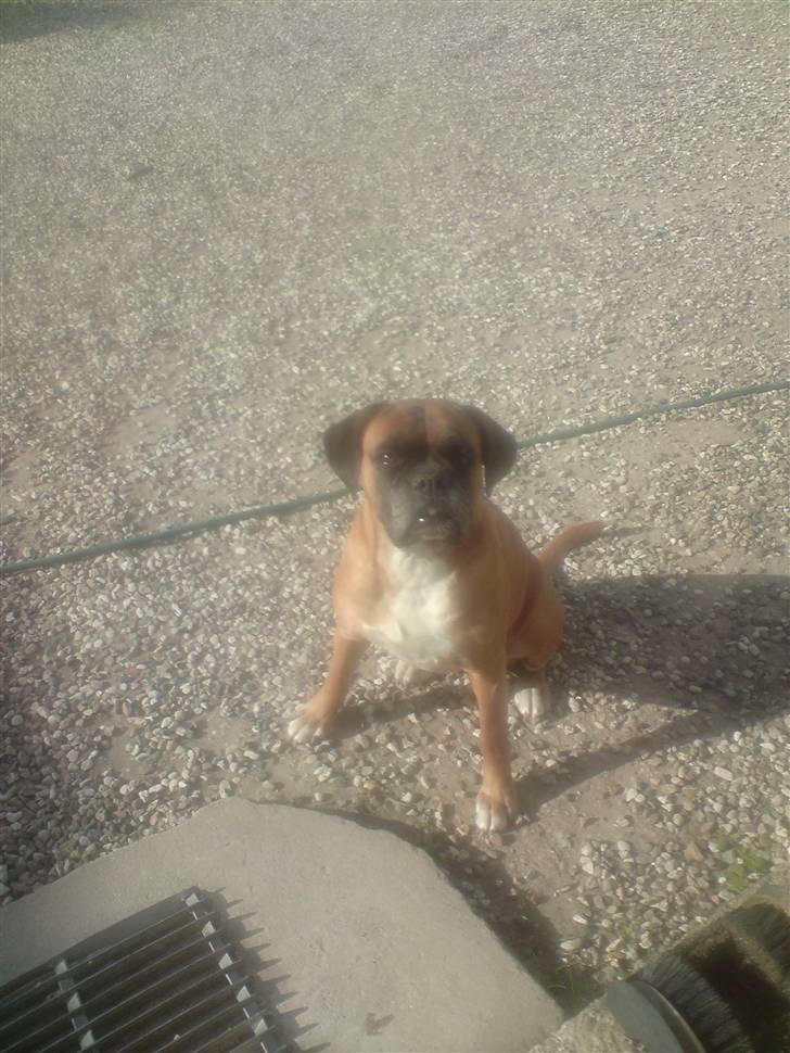 Boxer G'ambo's Kallah**R.I.P** 2011 billede 15