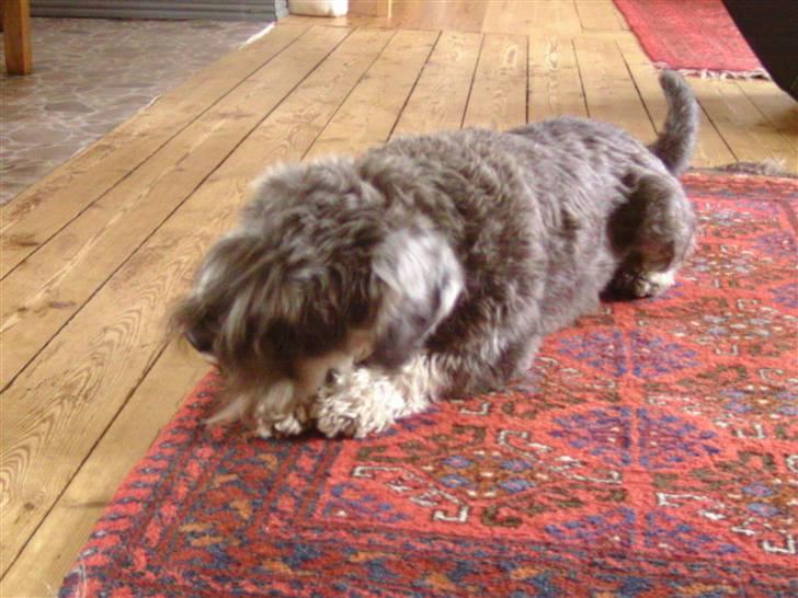 Dvaergschnauzer Neno (Nemo) - Nemo der tygger i tyggeben xD billede 10