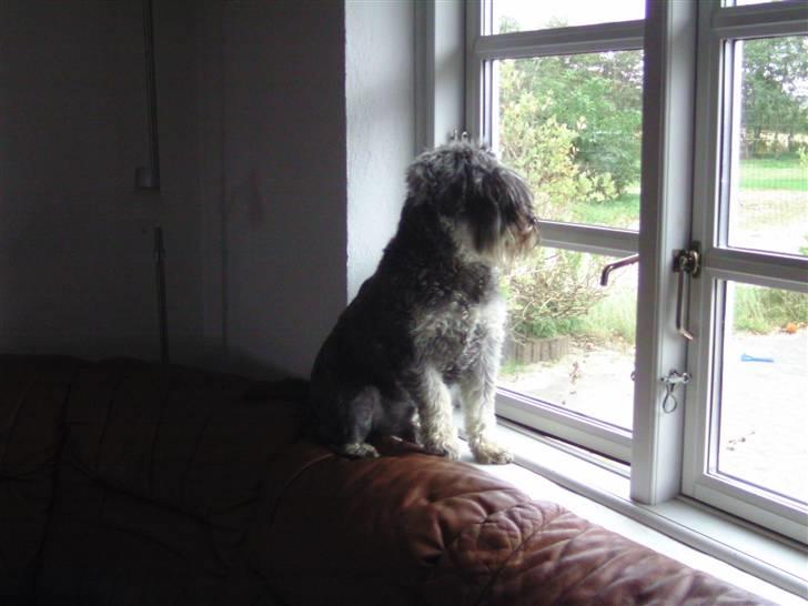 Dvaergschnauzer Neno (Nemo) - Nemo i vinduet(; billede 11