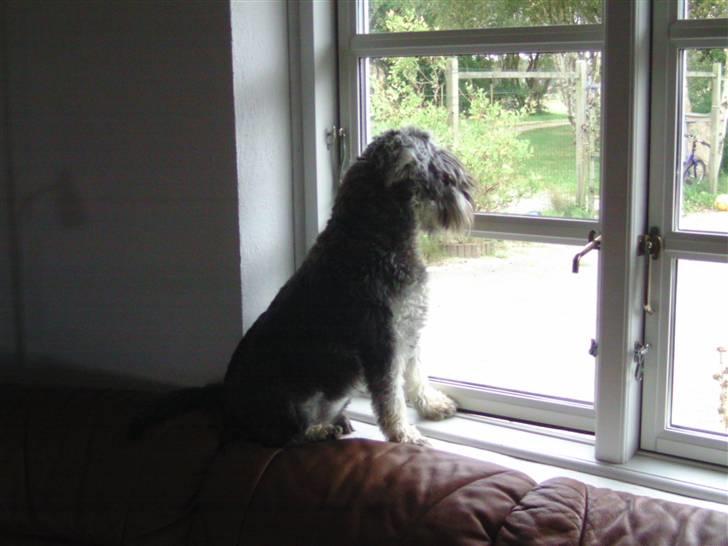 Dvaergschnauzer Neno (Nemo) - Slemme hund :D billede 12