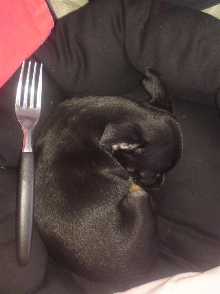 Chihuahua Anton D'Leh. - Så sød og lille. billede 1