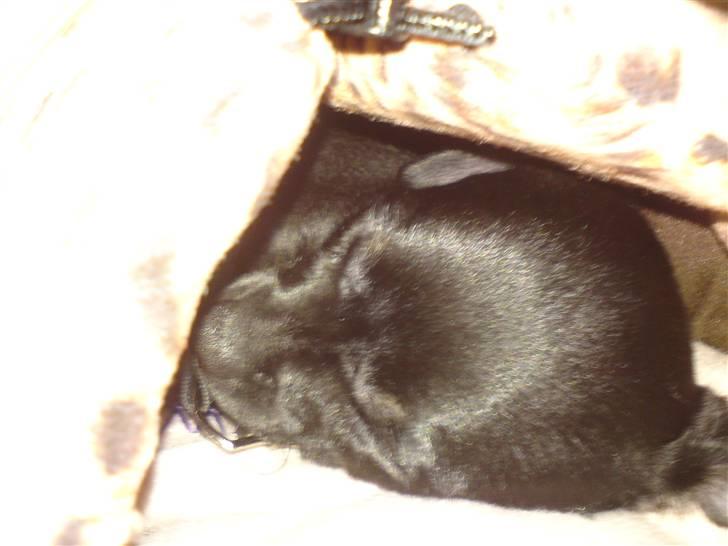 Chihuahua Anton D'Leh. - Faldet i søvn 1.dag på vej hjem i bussen.  billede 2