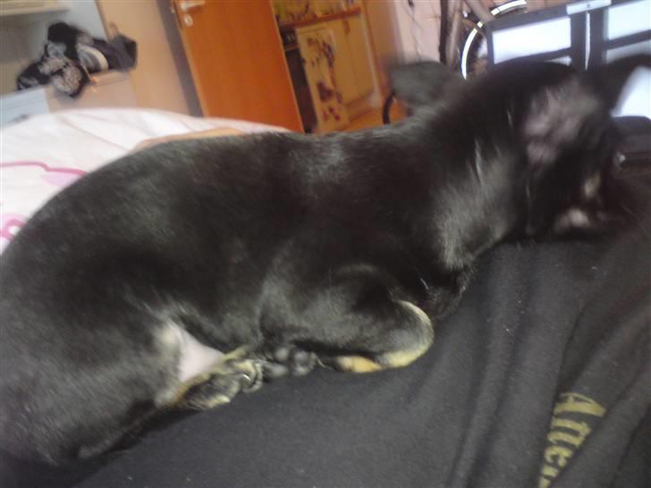 Chihuahua Anton D'Leh. - Sådan vil Anton helst sove - ovenpå sin mor.  billede 3
