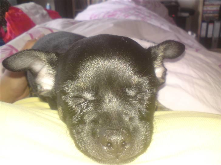 Chihuahua Anton D'Leh. - Sover så dejligt på dig mor.  billede 4