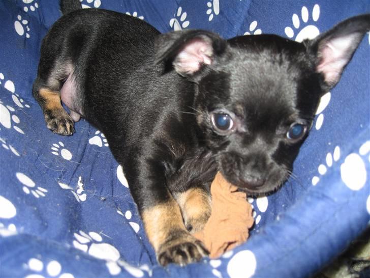 Chihuahua Anton D'Leh. - Anton hos Randi. I gang med spise en eftertraktet strømpe (: billede 5