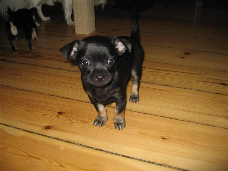 Chihuahua Anton D'Leh. - Utroligt han kan stå stille - der er fuld fart på hele tiden :) billede 6