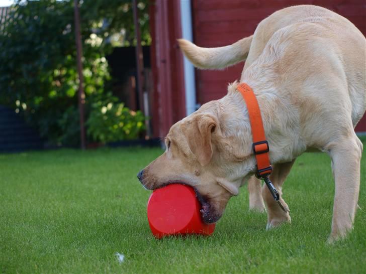 Labrador retriever Pongo - Måske ka´ godbidderne ryge ud hvis man bider i den..? xD billede 17
