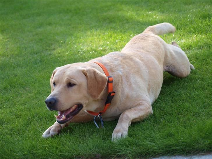 Labrador retriever Pongo - Hva sker der nu..? billede 18