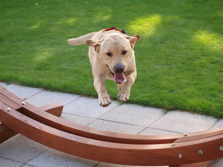 Labrador retriever Pongo - Man siger hunde ikk ka´ flyve... Pongo ka´ da xD billede 19
