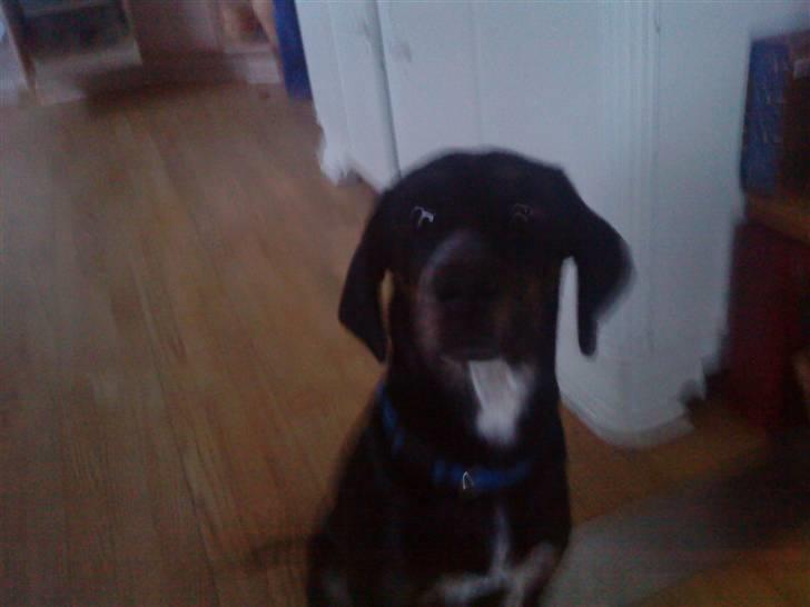 Blanding af racer møffe billede 1