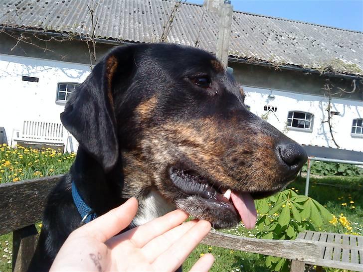 Blanding af racer møffe billede 2