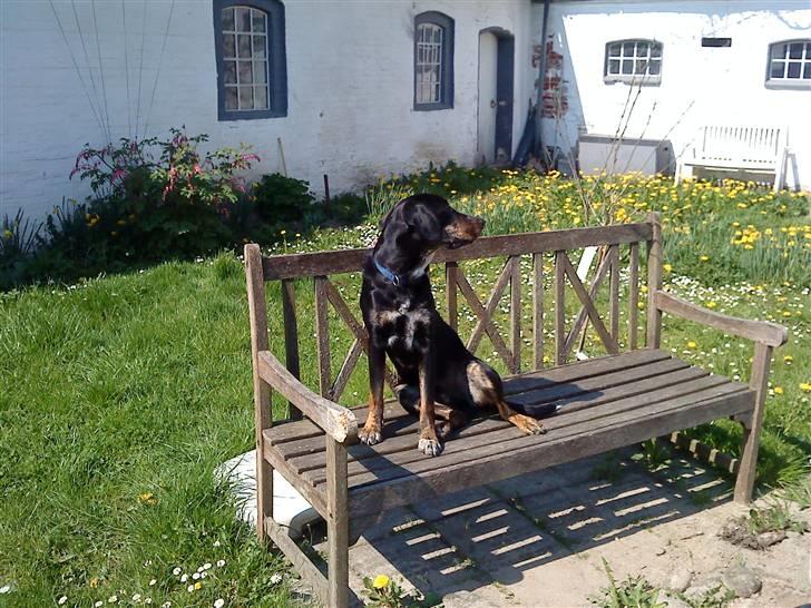 Blanding af racer møffe billede 3