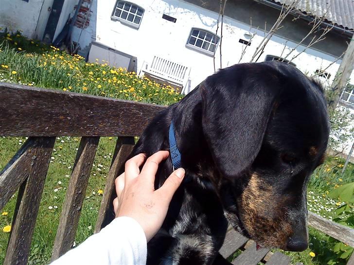 Blanding af racer møffe billede 4